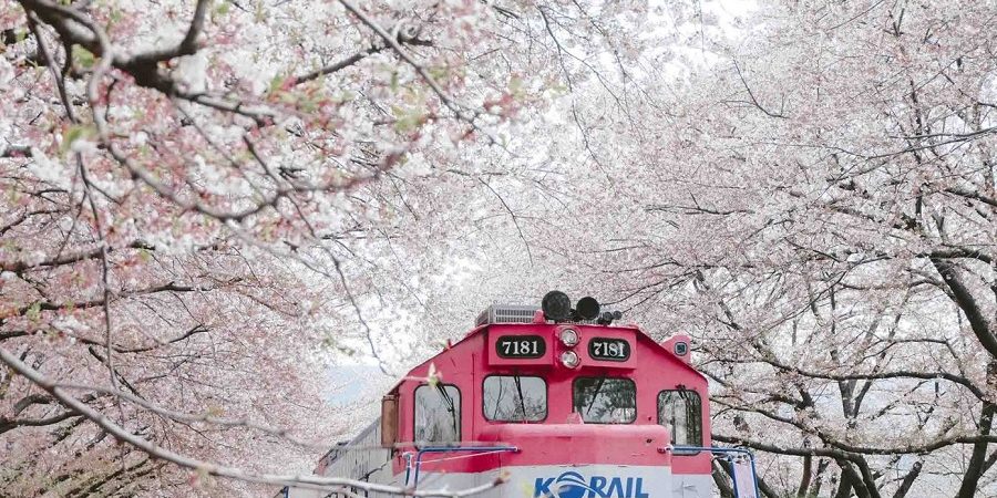 Jinhae Dia diem ngam hoa anh dao cuc dep o Han Quoc