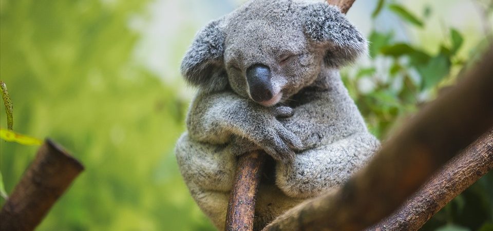 Koala