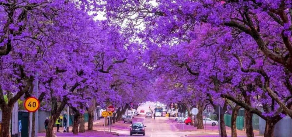 mua hoa phuong tim tai uc brisbane