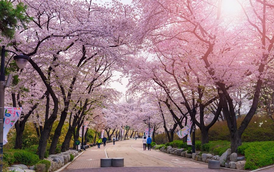 BÍ KÍP DU LỊCH HÀN QUỐC MÙA HOA ANH ĐÀO shutterstock 1066676111