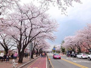BUSAN – JINHAE - DU THUYỀN 5*- TÀU VEN BIỂN – SEOUL – SAUNA – NAMI – HÁI DÂU – CÔNG VIÊN YEOUIDO (6N5Đ)