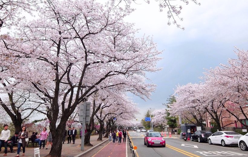 BUSAN – JINHAE - DU THUYỀN 5*- TÀU VEN BIỂN – SEOUL – SAUNA – NAMI – HÁI DÂU – CÔNG VIÊN YEOUIDO (6N5Đ)