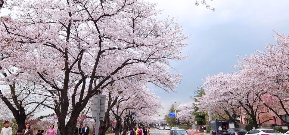 cong vien yeouido 3