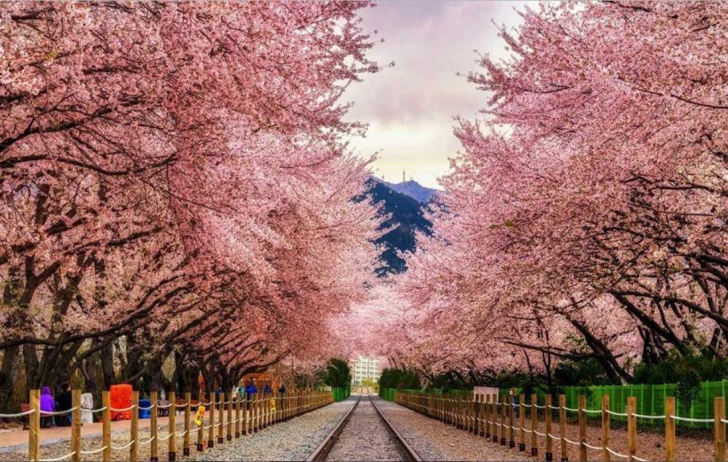SEOUL – SAUNA – NAMI – HÁI DÂU – EVERLAND – CÔNG VIÊN YEOUIDO (5N4Đ)